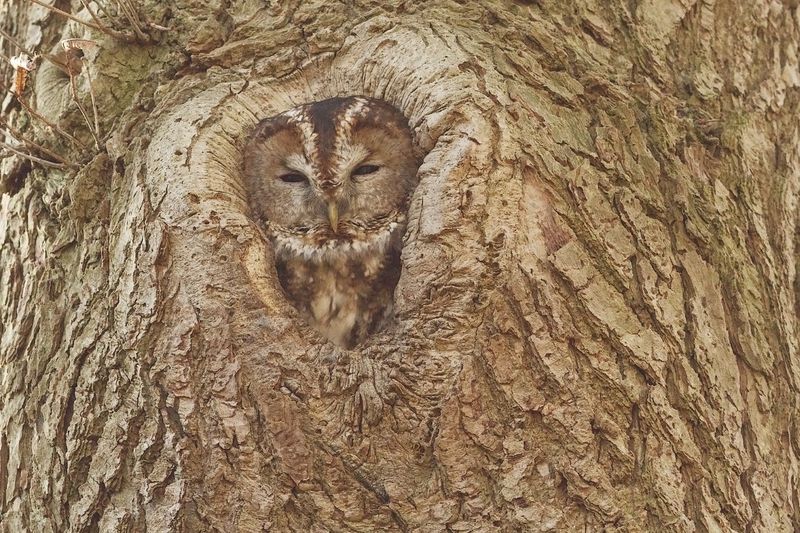 Owl's Mysterious Camouflage