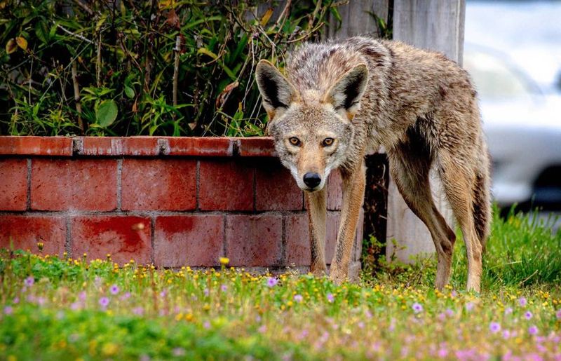 Secure Food Sources Around Your Property