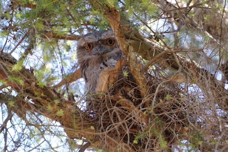 Tawny Frogmouth: Using Leafy Clumps For Disguise