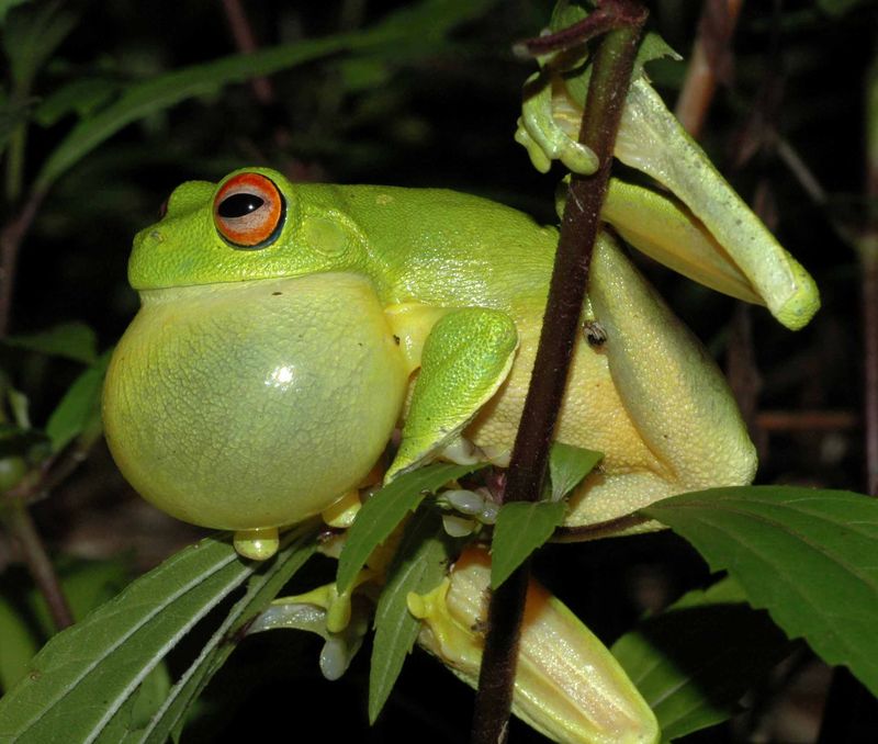 Throat Puffing Amplifies Their Croaks