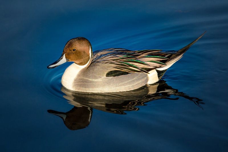 Northern Pintails