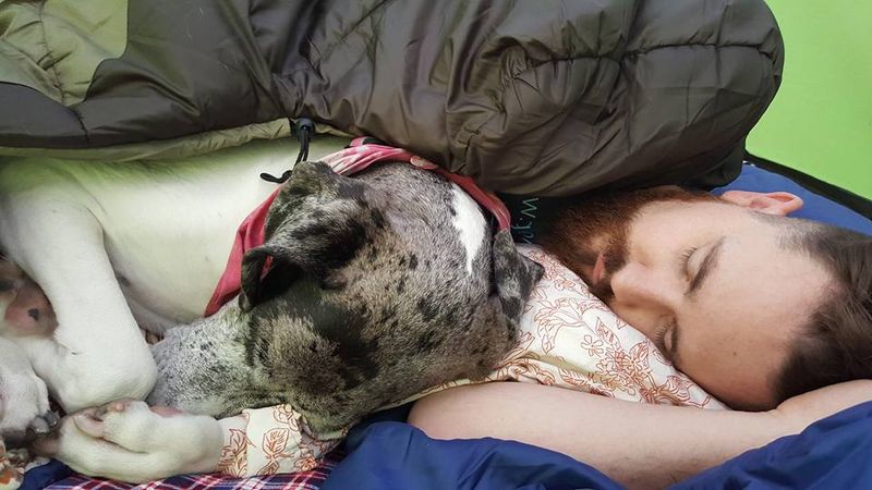 Great Dane