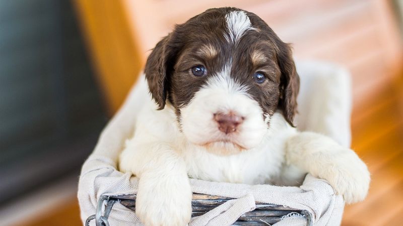 Springerdoodle