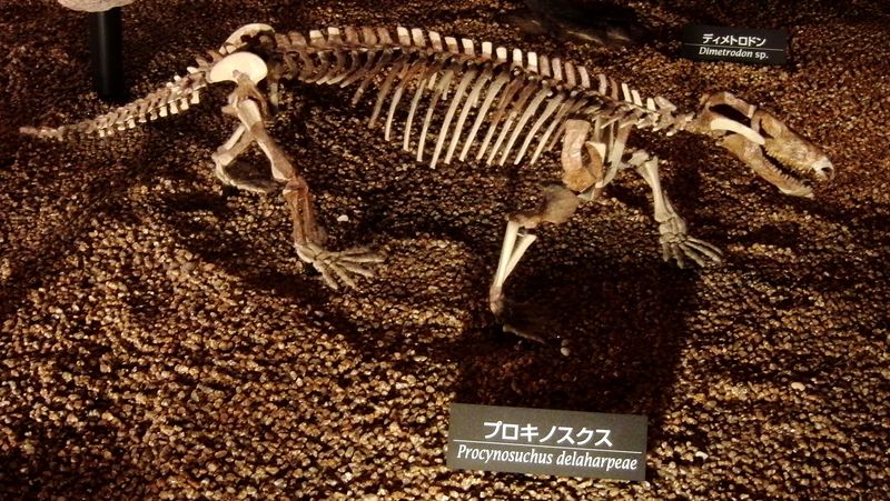 We Share A Very Distant Ancestor With Dinosaurs