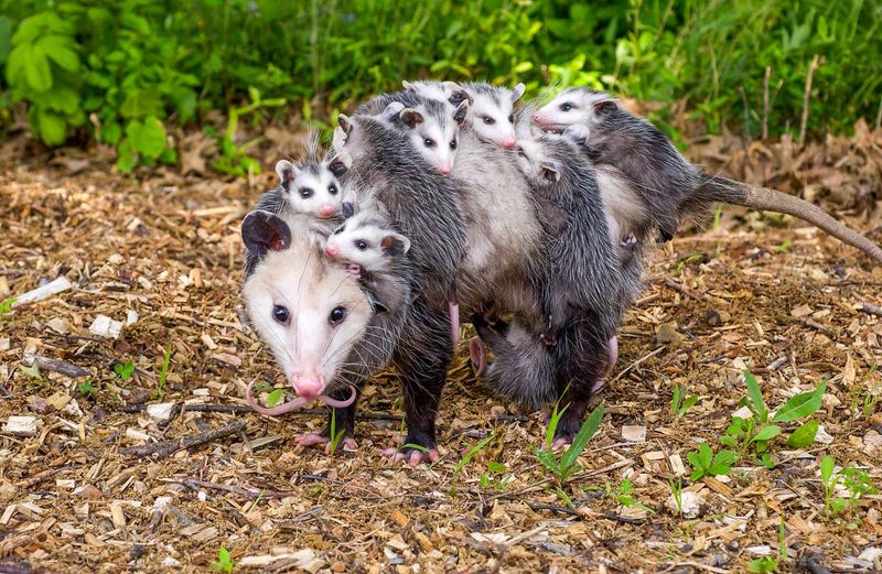 Dealing With Opossums Properly