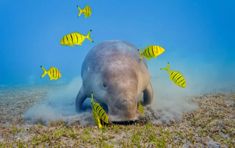 Dugong