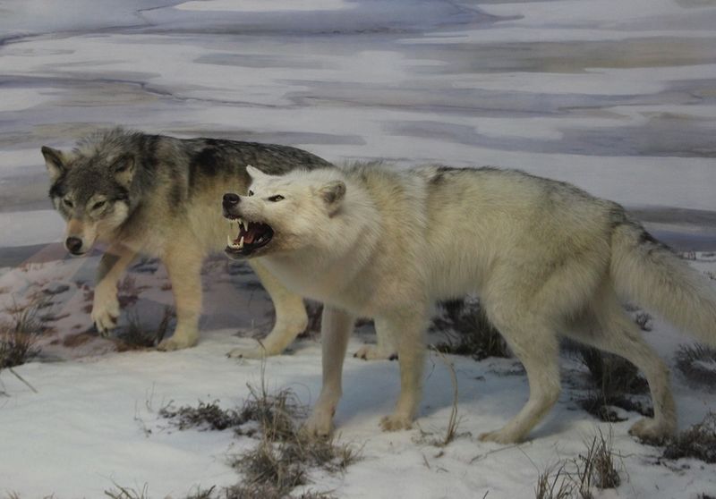 Beringian Wolf
