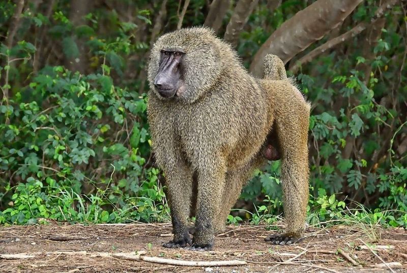 Olive Baboon: Strategic Thinkers