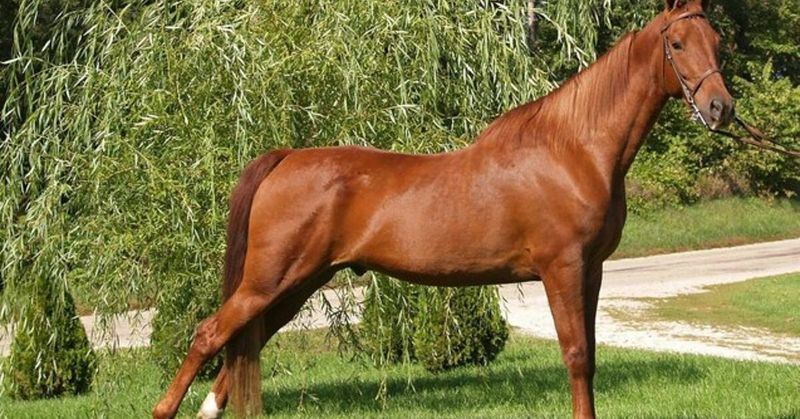 American Saddlebred