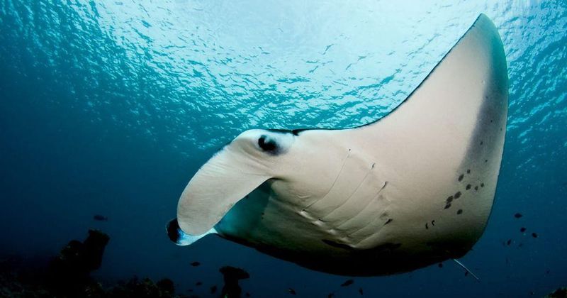 They Have The Largest Brain Of Any Fish Relative To Body Size