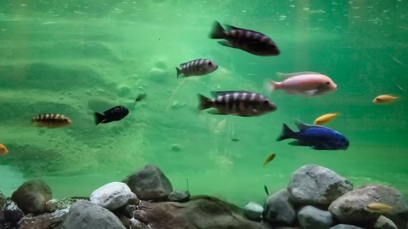 Cichlids Farm Algae Like Tiny Underwater Gardeners