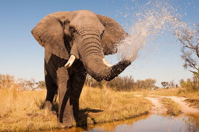 Elephant