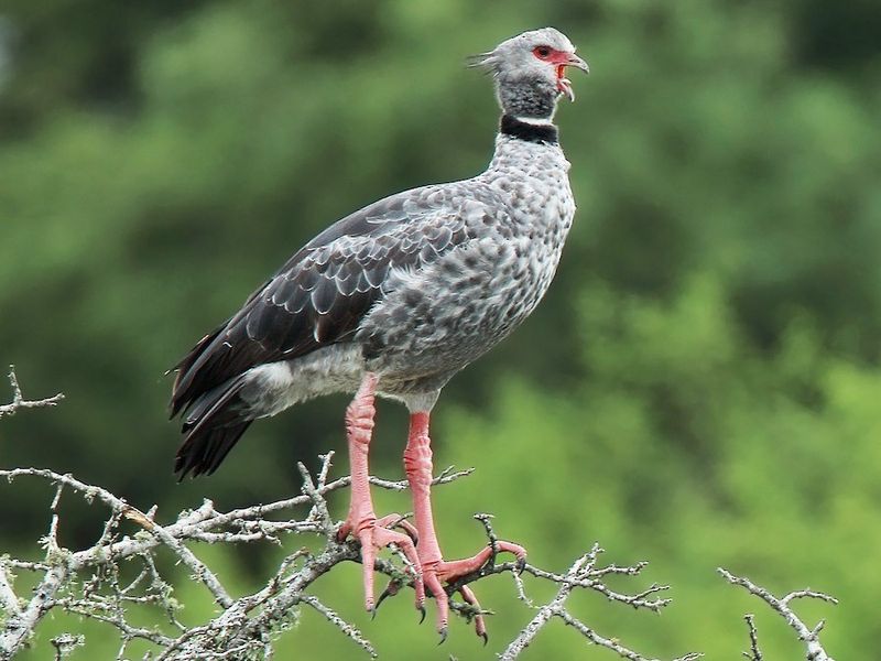 Southern Screamer – South America's Living Ancestor