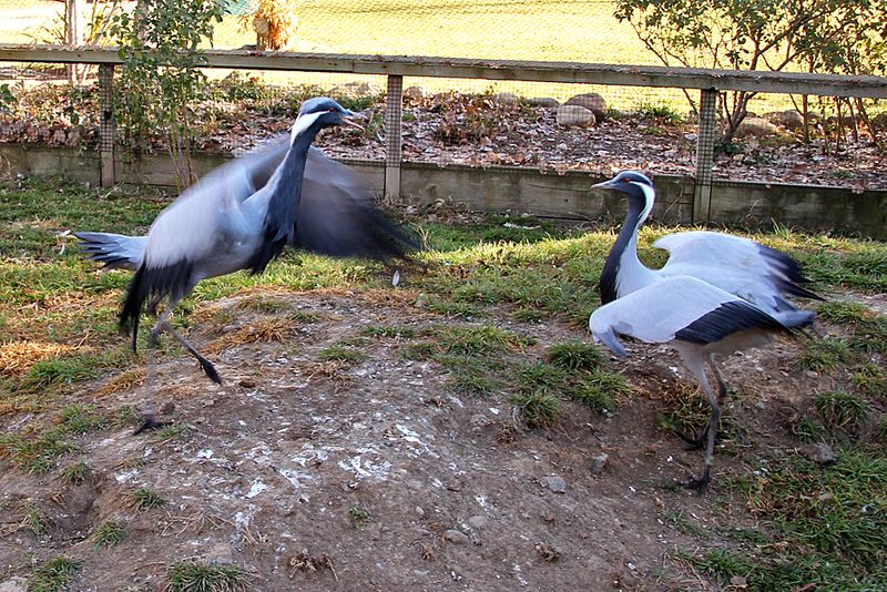 Elaborate Courtship Dances
