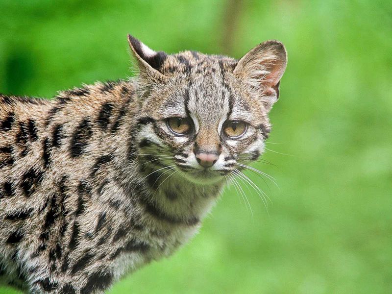 Margay's Infant Monkey Imitation