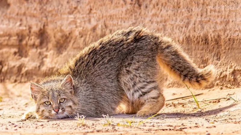 Pampas Cat