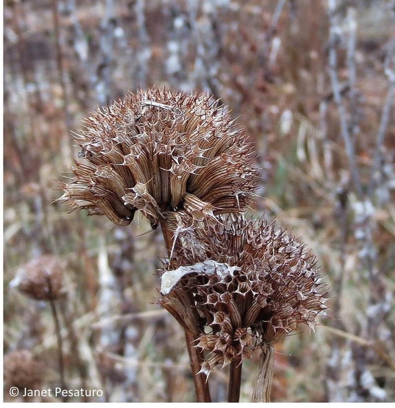 Bee Balm Bounty