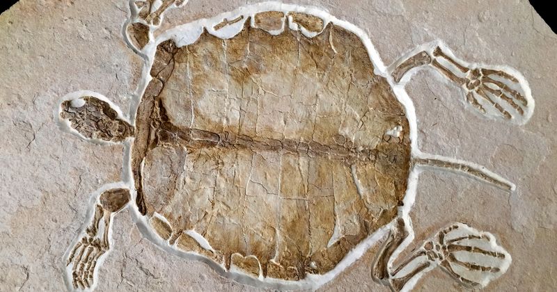 New Insights Into North America's Past Oceans