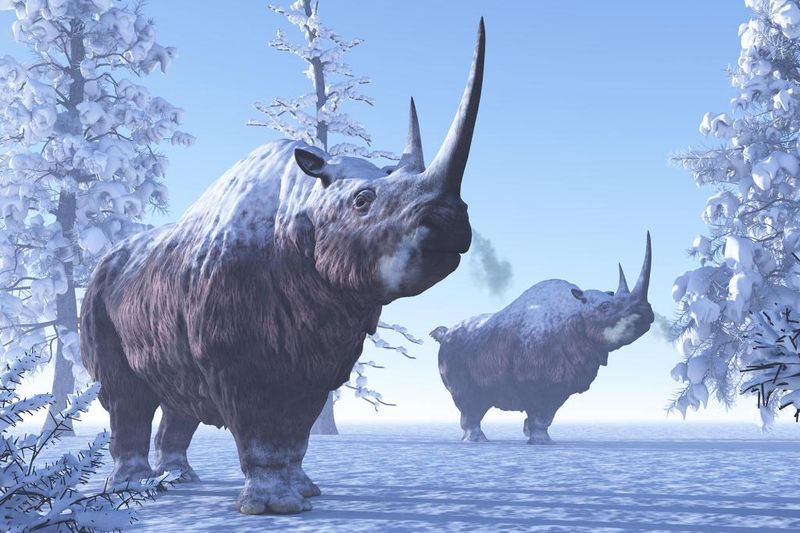 Thick Fur Coat Perfect For Ice Age Survival