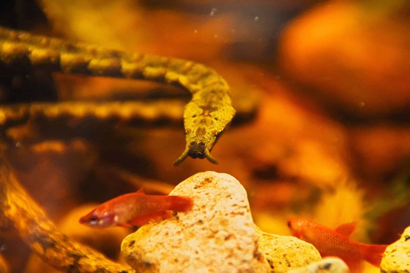 Fish-Predicting Superpowers