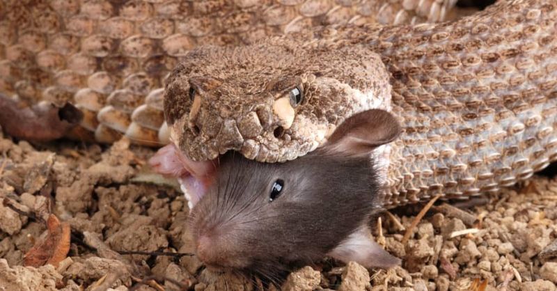Natural Rodent Controllers