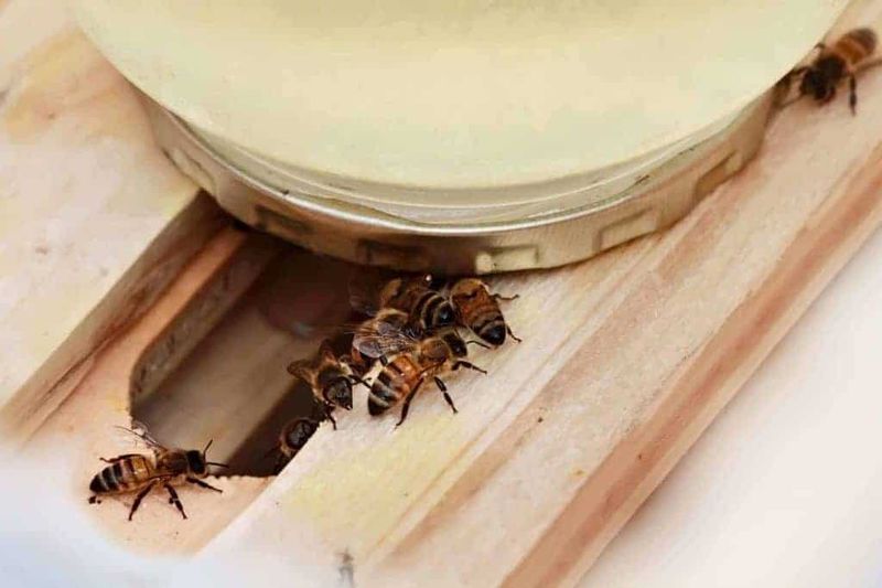 Creates Dependency In Wild Populations