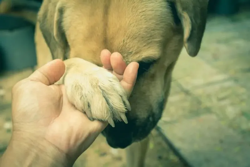Paw Placement Becomes Their Subtle Art Form