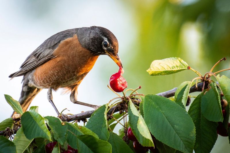 Berry-Producing Plants