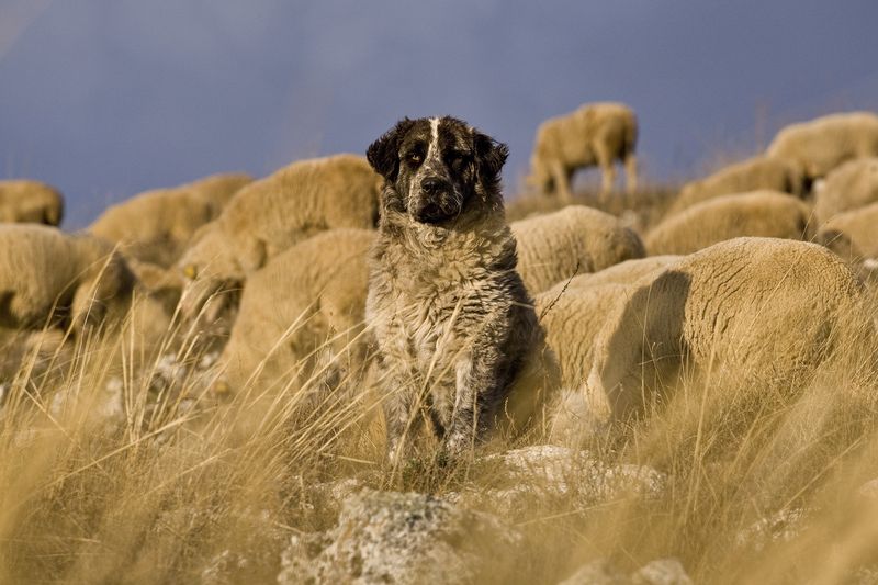 Improved Livestock Protection Techniques
