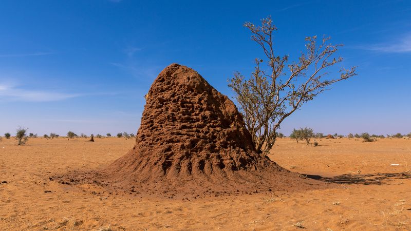 Termite High-Rise Cooling