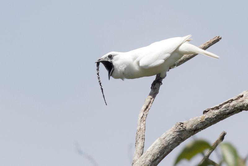 How These Birds Became The Loudest On Earth