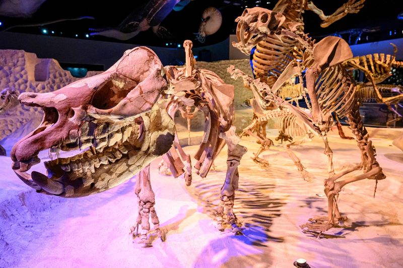 Camels And Rhinos Once Wandered Across Florida's Grasslands