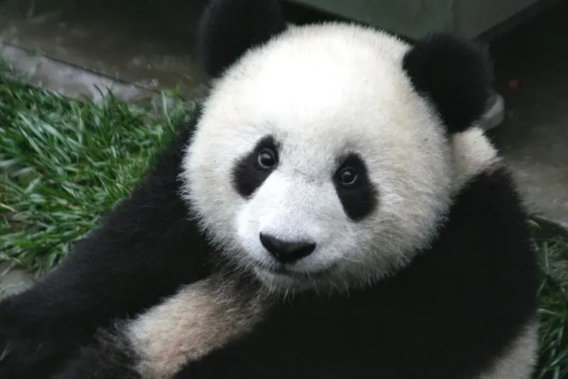 Giant Panda National Park – China (Multiple Provinces)