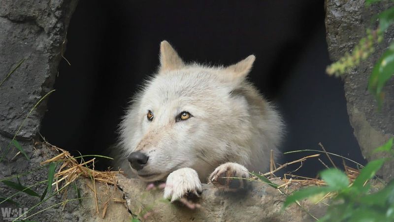 This Discovery Highlights Ecosystem Interconnectedness