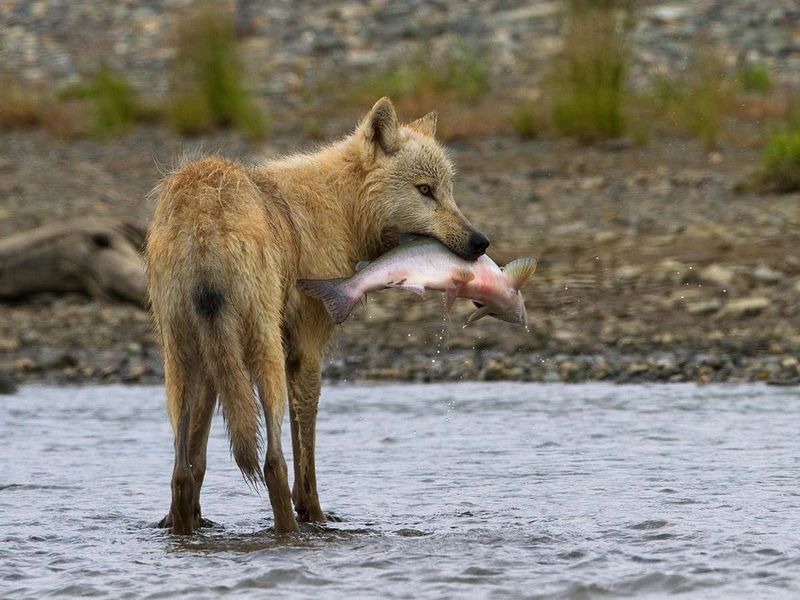 Wolves Are Absorbing Mercury Through Their Diet