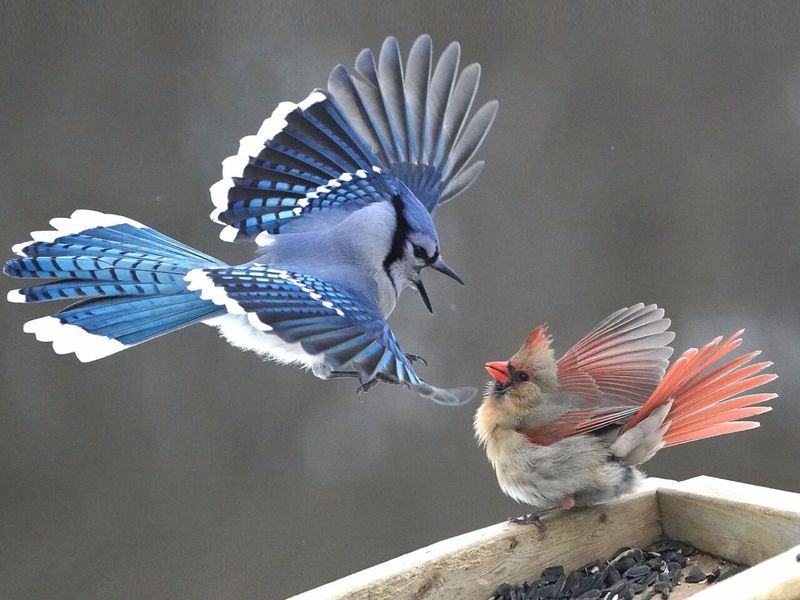Extremely Territorial