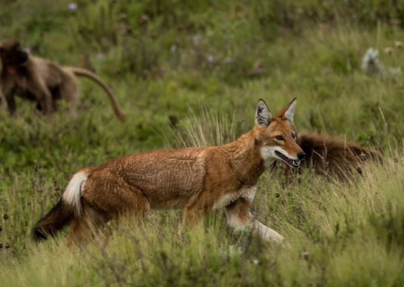 Ethiopian Wolf