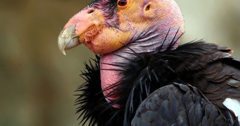 California Condor