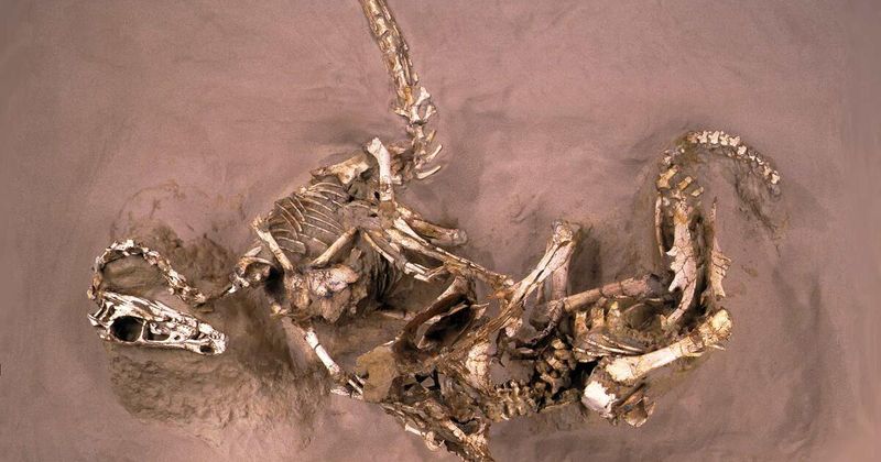 One Fossil Shows A Predator And Prey Mid-Battle