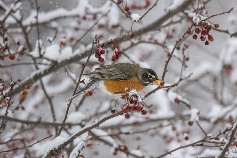 Late Winter: Scarcity Of Food