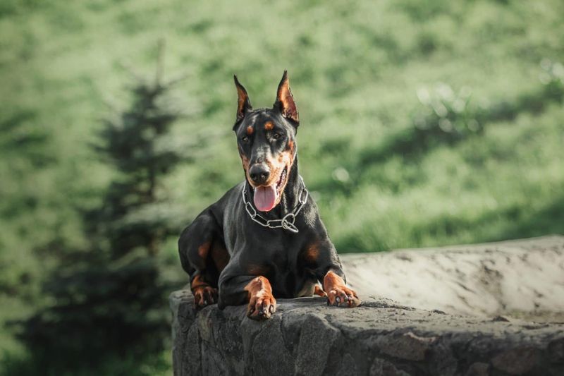 Intense Doberman Pinscher