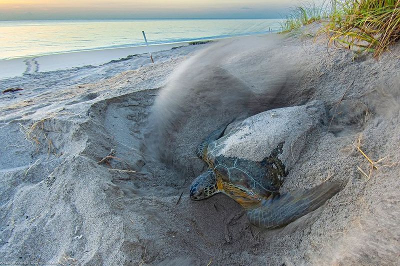 Nesting Behavior