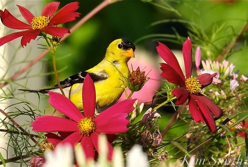 Cosmos Carnival