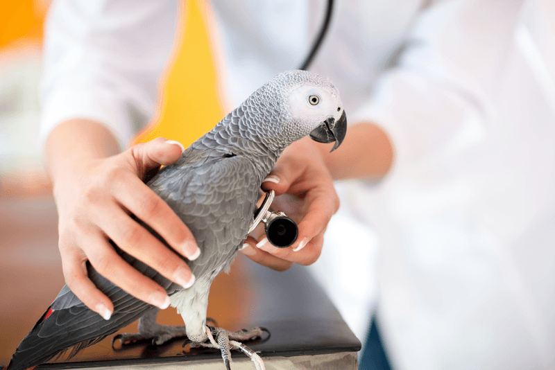 Regular Veterinary Check-ups Protect Vocal Health