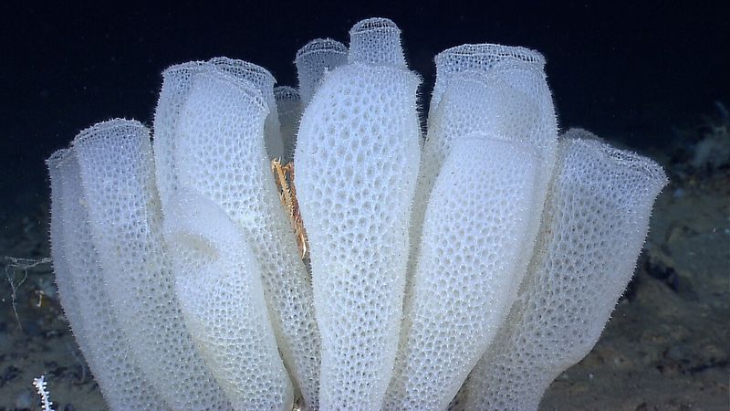 Glittering Sponge Cluster