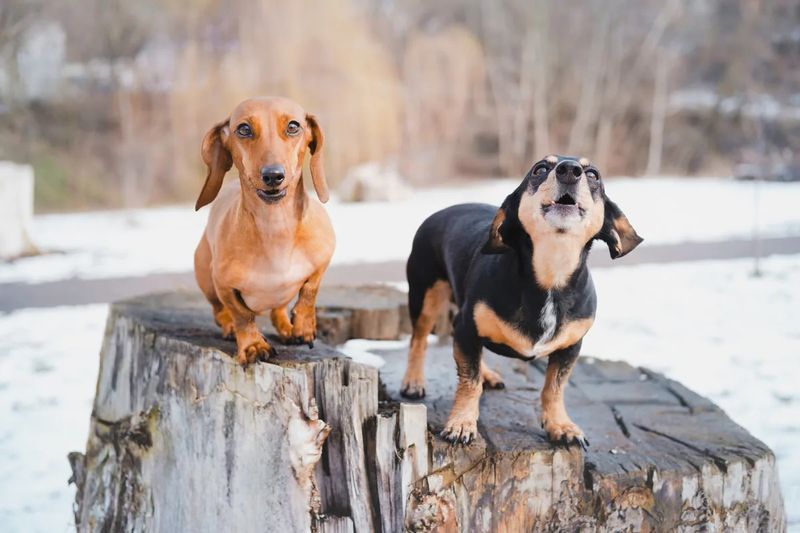 Dachshund: Fearless Protector In A Hot Dog Body