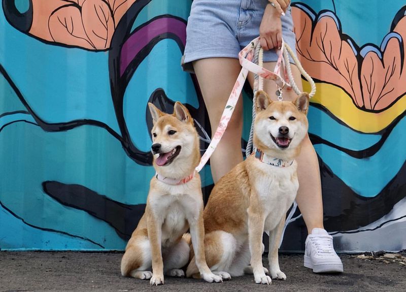 Shiba Inus
