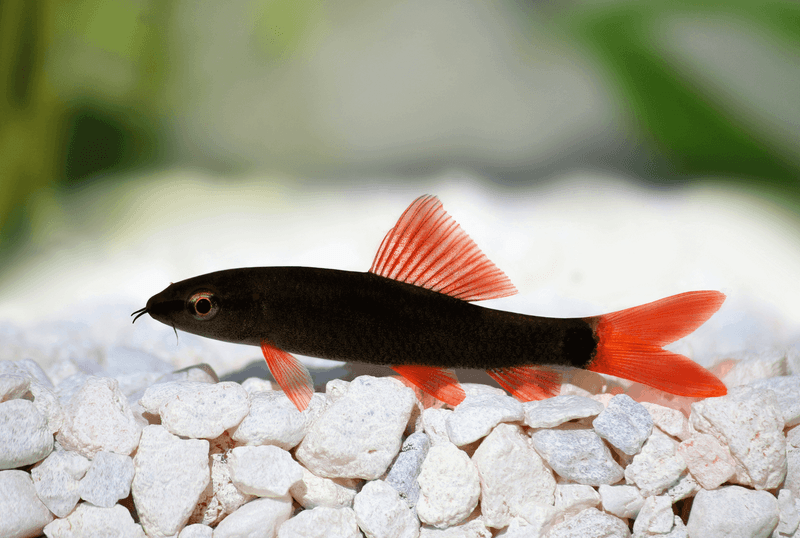 Best Kept Alone Or with Non-Competing Species