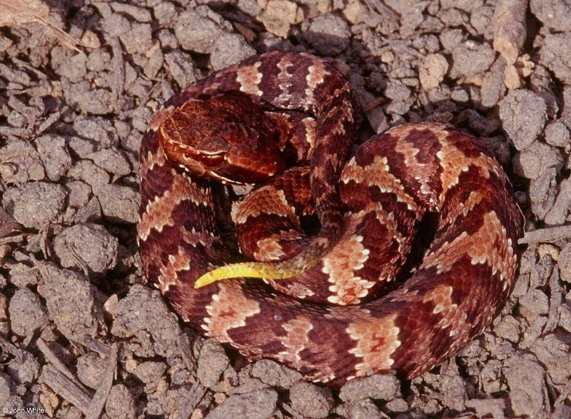Juvenile Tail Luring