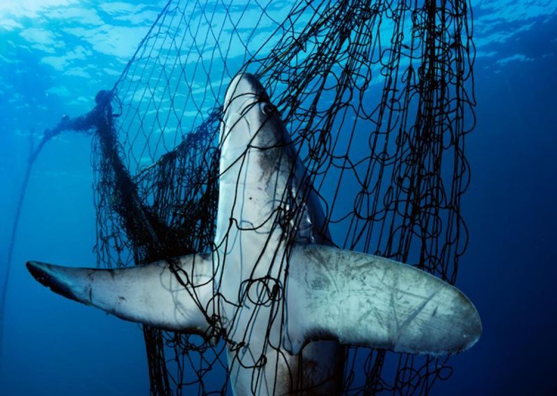 Overfishing Is A Bigger Threat Than Sharks